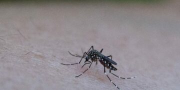 Récord de dengue: la UNC debatió sobre modelos predictivos para abordar la epidemia