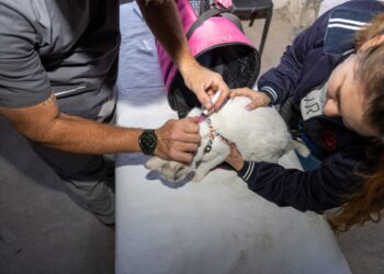 Este viernes vacunarán contra la rabia en el Centro Vecinal de Villa Serrana