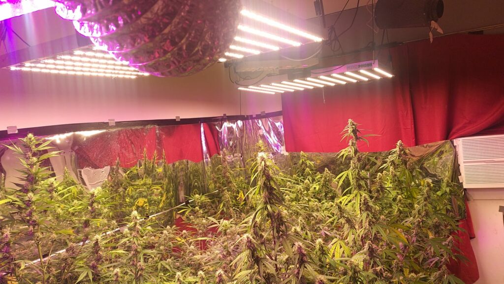 Durante un allanamiento encontraron un "vivero" de plantas de marihuana