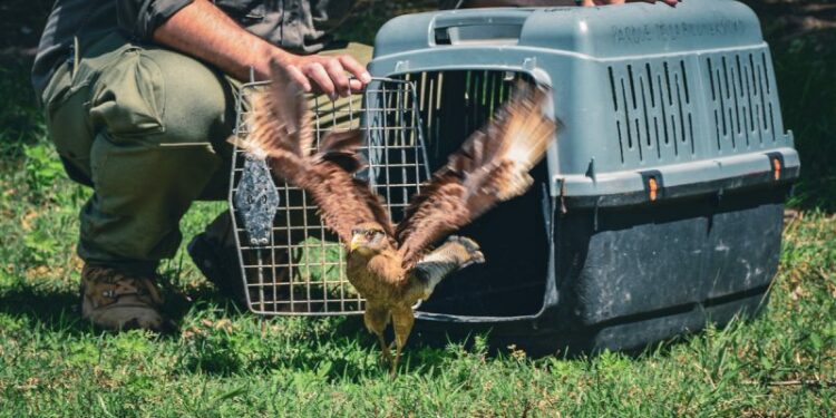 Más de diez especies nativas fueron liberadas en el Parque de la Biodiversidad