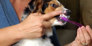 La importancia del cuidado dental de las mascotas para prevenir enfermedades