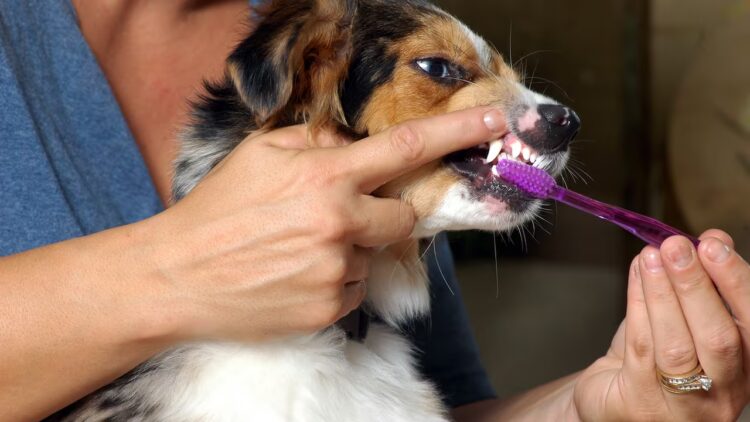 La importancia del cuidado dental de las mascotas para prevenir enfermedades