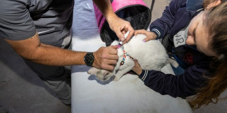 Dónde se podrá vacunar gratis a perros y gatos en la ciudad este viernes