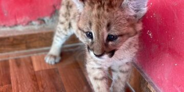 Un puma cachorro fue rescatado por la policía en San Francisco del Chañar