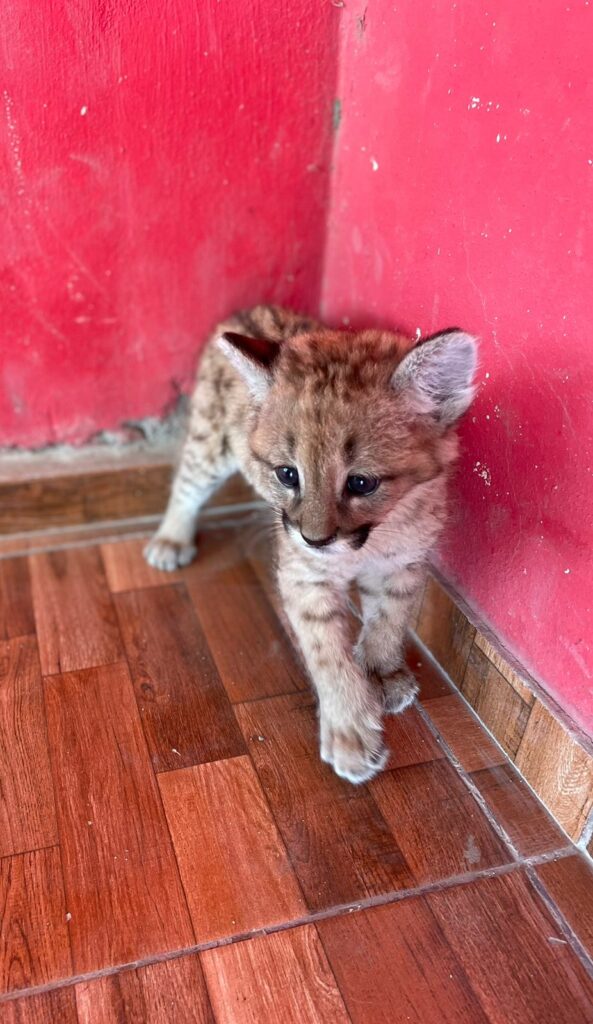 Un puma cachorro fue rescatado por la policía en San Francisco del Chañar Un puma cachorro fue rescatado por la policía en San Francisco del Chañar