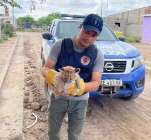 Un puma cachorro fue rescatado por la policía en San Francisco del Chañar