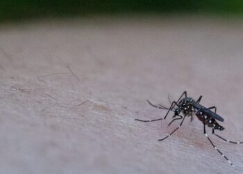 La UNC presentó los modelos predictivos contra el dengue