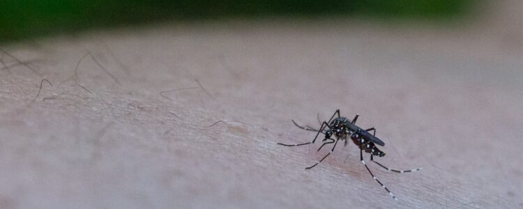 Expertos analizan la disminución del dengue
