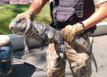 En menos de 24 horas fueron hallados dos lagartos overos en plena ciudad