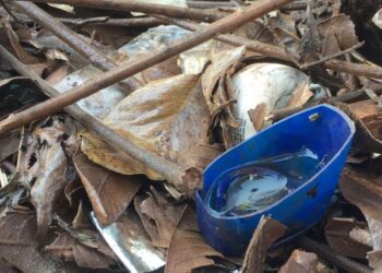 Frente a los casos de dengue se detectan y eliminan criaderos