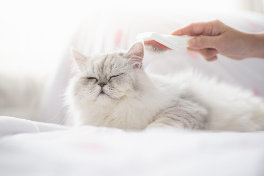 Alergia a los gatos: cómo un alimento balanceado puede evitar la propagación de alérgenos