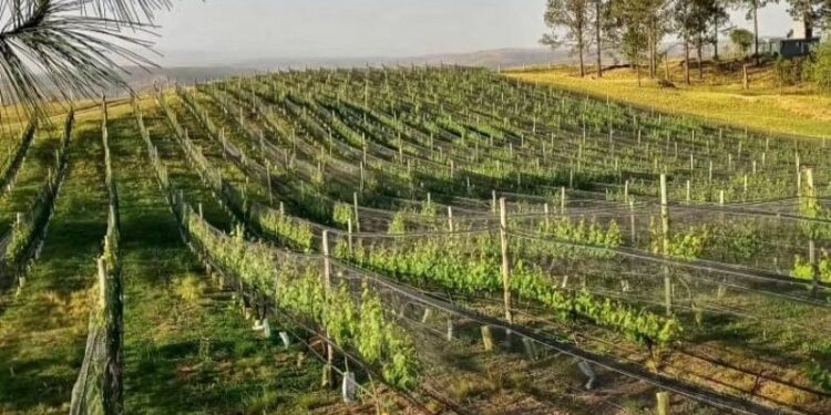 Caminos del Vino: un viaje sensorial por cinco viñedos de Córdoba