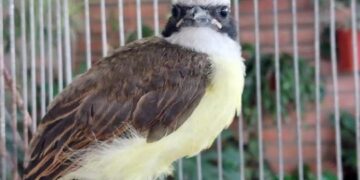 Rescataron 130 animales silvestres en cautiverio, muchos de ellos con problemas de conservación