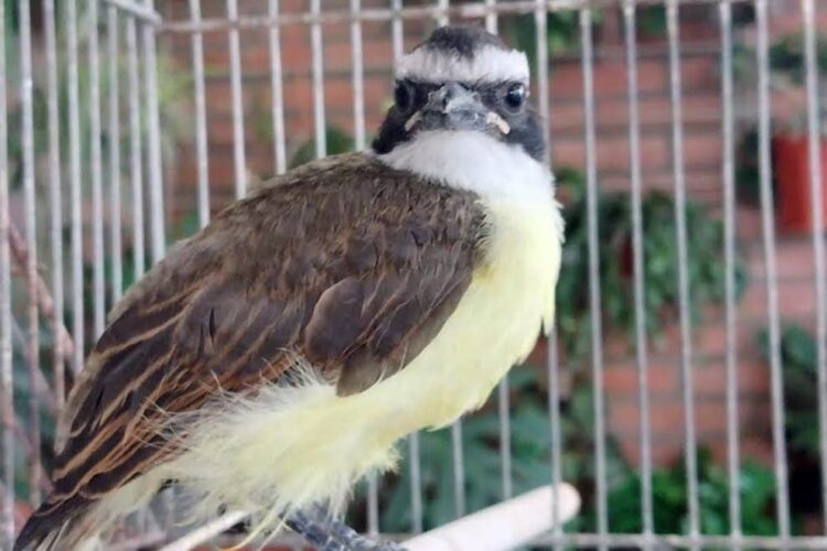 Rescataron 130 animales silvestres en cautiverio, muchos de ellos con problemas de conservación