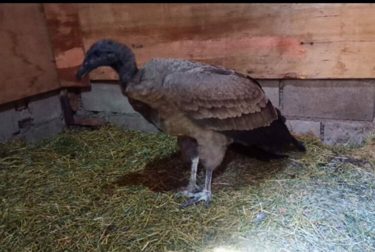 Rescataron a una hembra de cóndor andino que tenía un ala lastimada