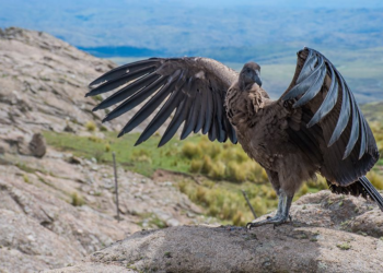 Liberan un cóndor andino juvenil con rastreador satelital