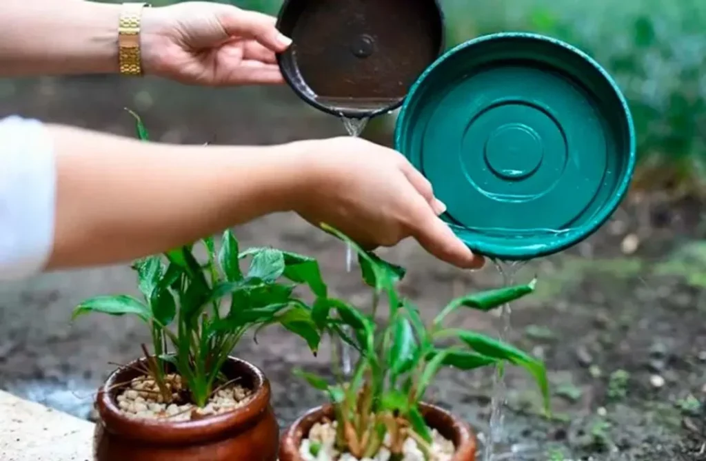 La campaña contra el dengue continúa durante la semana