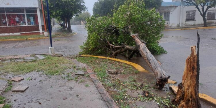 Temporal en Ordoñez: “Creemos que hubo una cola de tornado”