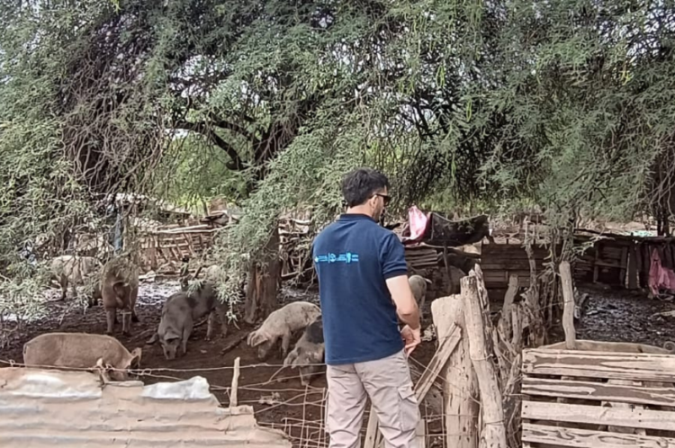 Se interdictaron 100 porcinos en el departamento Tulumba