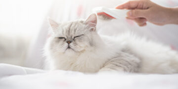 Alergia a los gatos: cómo un alimento balanceado puede evitar la propagación de alérgenos