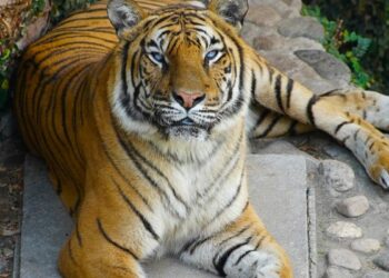 Falleció Brisa, la tigresa de bengala más longeva del Parque de la Biodiversidad