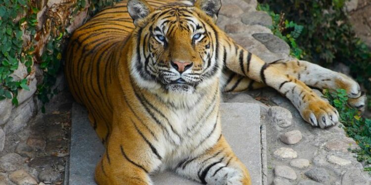 Tigresa Brisa, la más longeva del Parque de la Biodiversidad.