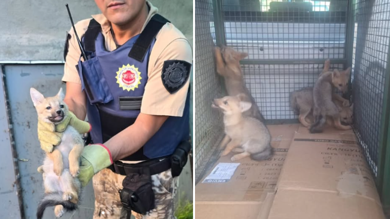 Cinco cachorros de zorro gris rescatados en barrio Providencia
