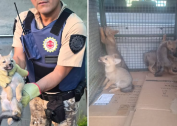 Cinco cachorros de zorro gris rescatados en barrio Providencia