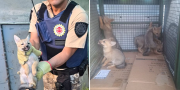 Cinco cachorros de zorro gris rescatados en barrio Providencia
