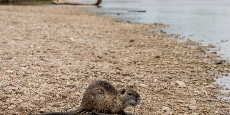 Liberaron 48 animales silvestres en su hábitat natural