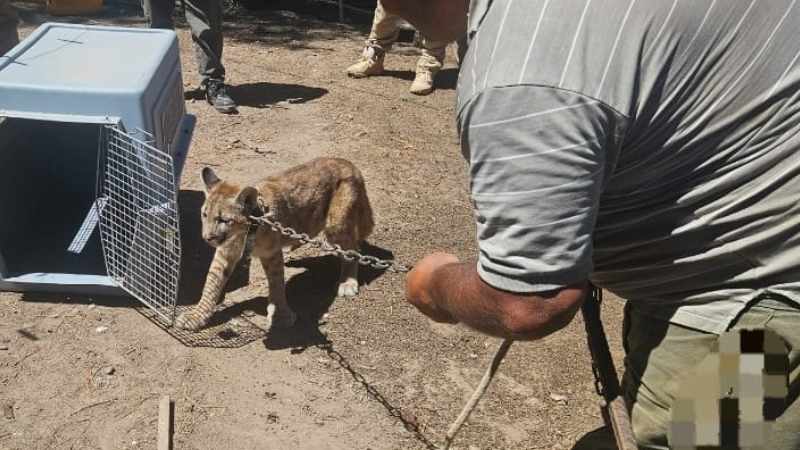 Rescatan a un puma durante un allanamiento por tenencia ilegal de fauna silvestre en Laboulaye Rescatan a un puma durante un allanamiento por tenencia ilegal de fauna silvestre en Laboulaye