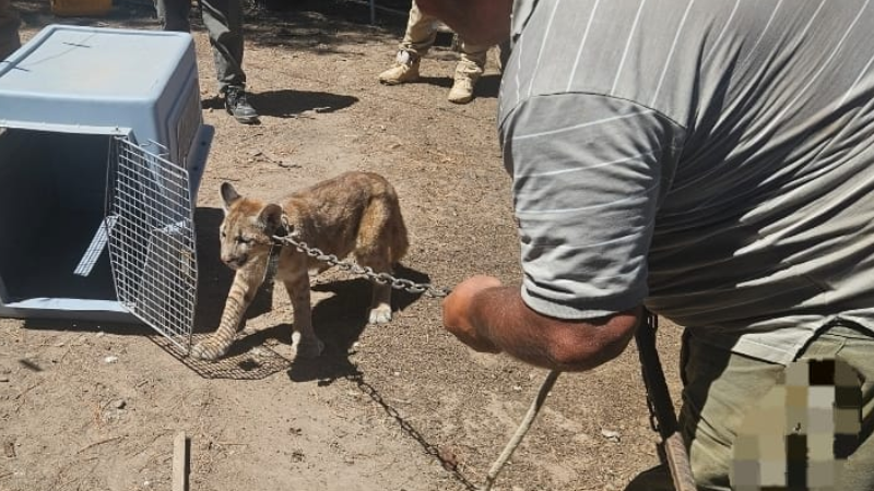 Rescatan a un puma durante un allanamiento por tenencia ilegal de fauna silvestre en Laboulaye