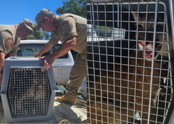 Rescatan a un puma durante un allanamiento por tenencia ilegal de fauna silvestre en Laboulaye