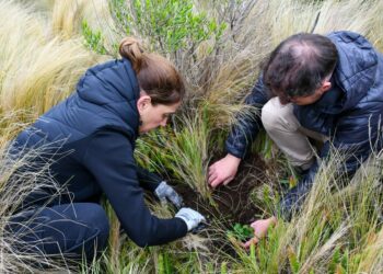 Bosques de Tabaquillo: Forestan con más de 2.000 ejemplares en Pampa de Achala