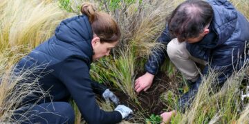 Bosques de Tabaquillo: Forestan con más de 2.000 ejemplares en Pampa de Achala