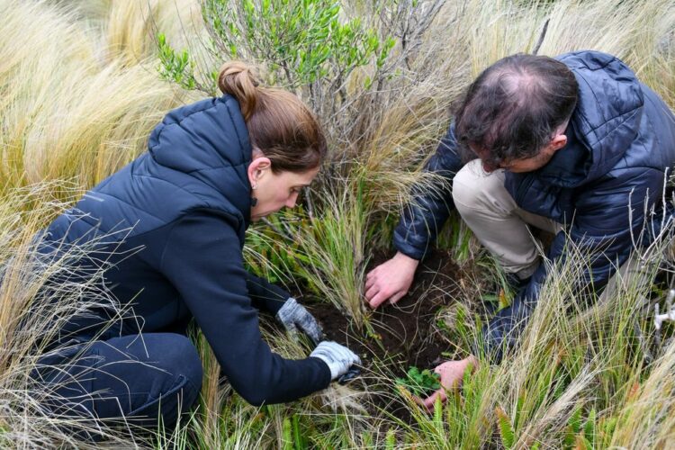 Proceso de  forestación de más de 2.000 tabaquillos en Pampa de Achala.