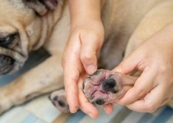 Cómo identificar y tratar alergias en las mascotas