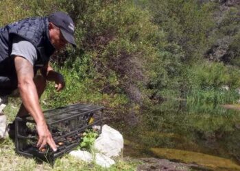 Más de 100 animales recibieron el alta sanitaria y fueron liberados en Punilla y Cruz del Eje