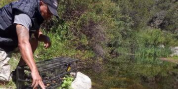 Más de 100 animales recibieron el alta sanitaria y fueron liberados en Punilla y Cruz del Eje