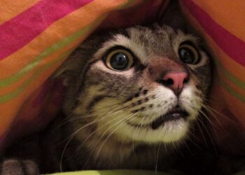 Cómo ayudar a las mascotas con miedo a la pirotecnia