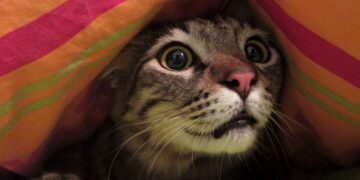 Cómo ayudar a las mascotas con miedo a la pirotecnia