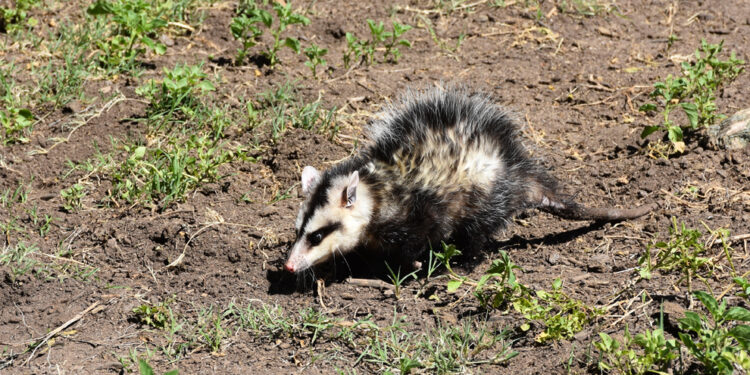 Liberaron 48 animales silvestres en su hábitat natural