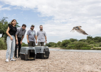 Liberaron 48 animales silvestres en su hábitat natural