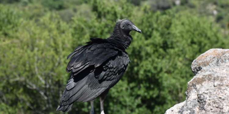 Liberaron 48 animales silvestres en su hábitat natural
