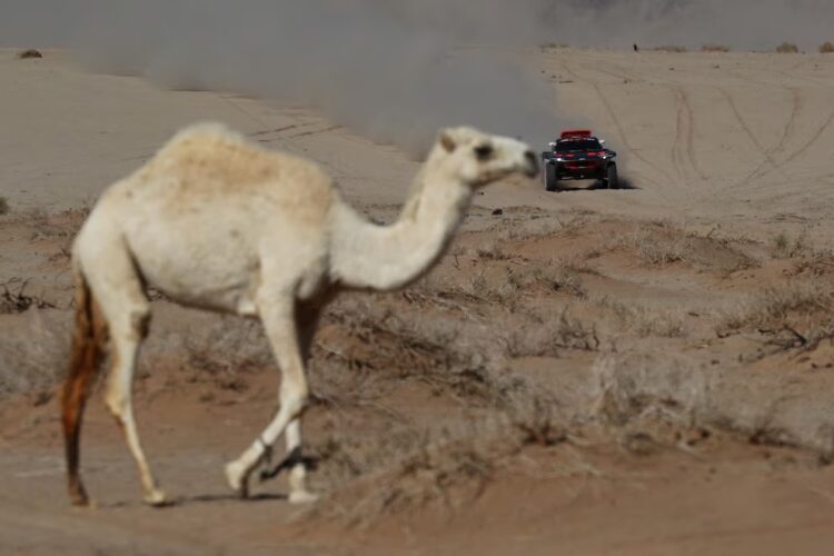 Un camello un auto a plena velocidad, una postal del Dakar en Arabia Saudí.