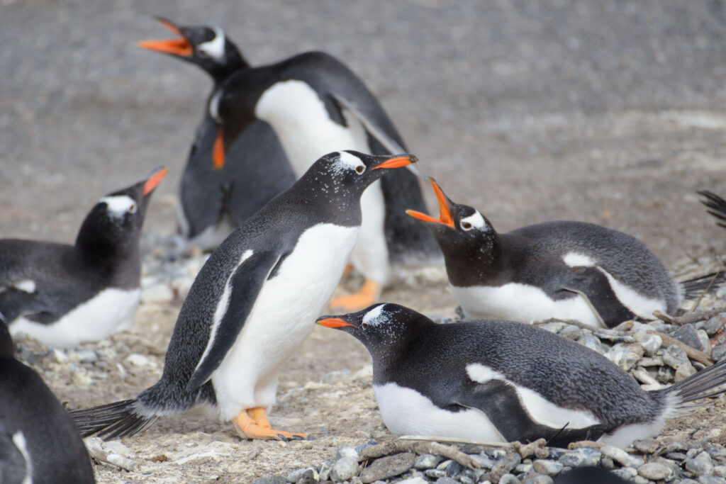 Día de la Concientización por los Pingüinos: la importancia de preservar su ecosistema