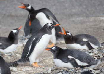 Día de la Concientización por los Pingüinos: la importancia de preservar su ecosistema