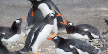Día de la Concientización por los Pingüinos: la importancia de preservar su ecosistema