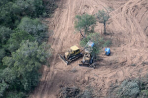 Se perdieron 150.000 hectáreas de bosques en el norte argentino producto de la deforestación