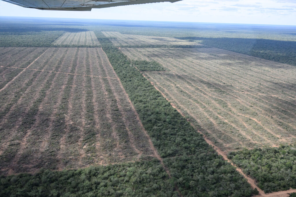 Se perdieron 150.000 hectáreas de bosques en el norte argentino producto de la deforestación